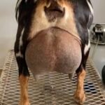 SG Better Wayz Funshine Carabear 3*M VEEE91 Udder 06-23 pc Better Wayz SG Better Wayz Funshine Carabear 3*M VEEE91