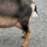 Grace 2F Foreudder 06-25 Grace 2F Foreudder 06-25