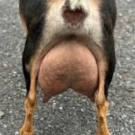 Grace 2F Udder 06-25 Grace 2F Udder 06-25