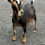 Grace 2F 06-25 Grace 2F 06-25