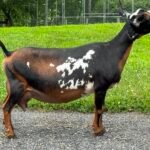 SGCH Better Wayz Swiss Mocha 4*M EEEE 92 08-25 SGCH Better Wayz Swiss Mocha 4*M EEEE 92