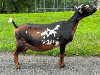 SGCH Better Wayz Swiss Mocha 4*M EEEE 92 08-25 SGCH Better Wayz Swiss Mocha 4*M EEEE 92