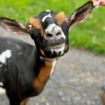 SGCH Better Wayz Swiss Mocha 4*M EEEE 92 08-25 SGCH Better Wayz Swiss Mocha 4*M EEEE 92