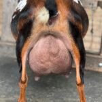 SGCH Better Wayz Swiss Mocha 4*M EEEE 92 7F udder 07-25 SGCH Better Wayz Swiss Mocha 4*M EEEE 92 7F