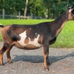 Goats@Grace Hill M Silvermist 08-25 Goats@Grace Hill M Silvermist 08-25