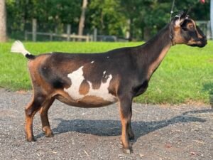 Goats@Grace Hill M Silvermist 08-25 Goats@Grace Hill M Silvermist 08-25