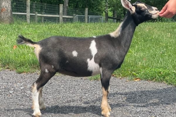 Goats@Grace Hill S Snips 08-25 Goats@Grace Hill S Snips