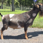 A Little Funny Farm SpiderRoll *B 08-25 A Little Funny Farm SpiderRoll *B