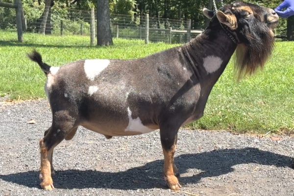 A Little Funny Farm SpiderRoll *B 08-25 A Little Funny Farm SpiderRoll *B