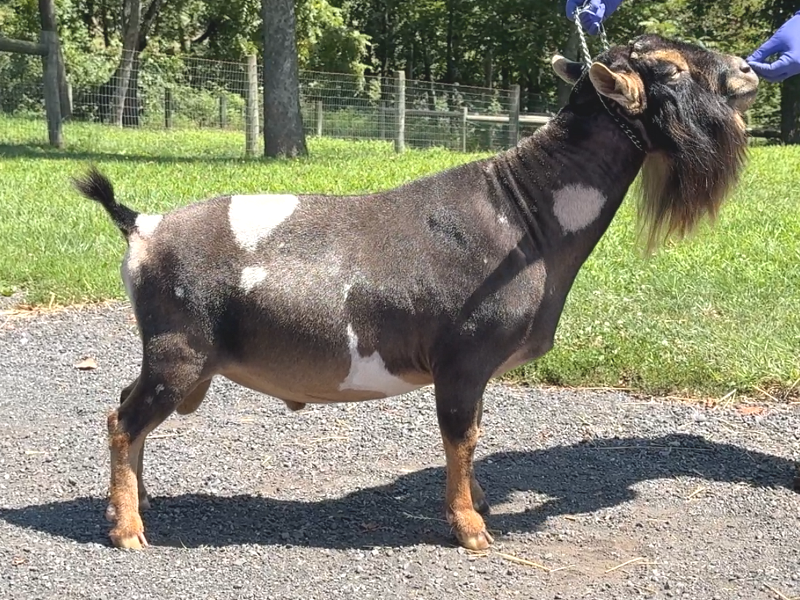 A Little Funny Farm SpiderRoll *B 08-25 A Little Funny Farm SpiderRoll *B