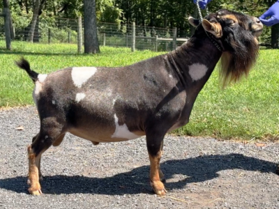 A Little Funny Farm SpiderRoll *B 08-25 A Little Funny Farm SpiderRoll *B