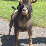 A Little Funny Farm Spiderroll *B 08-25 A Little Funny Farm Spiderroll *B