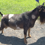 A Little Funny Farm Spiderroll *B 08-25 A Little Funny Farm Spiderroll *B