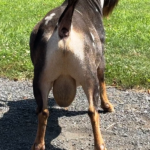 A Little Funny Farm Spiderroll *B 08-25 A Little Funny Farm Spiderroll *B