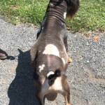 A Little Funny Farm Spiderroll *B 08-25 A Little Funny Farm Spiderroll *B