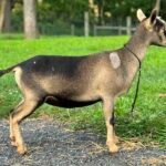 Goats@Grace Hill S Tiramisu 08-25 Goats@Grace Hill S Tiramisu