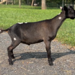 Goats@Grace Hill M Darth Vader 08-25 Goats@Grace Hill M Darth Vader