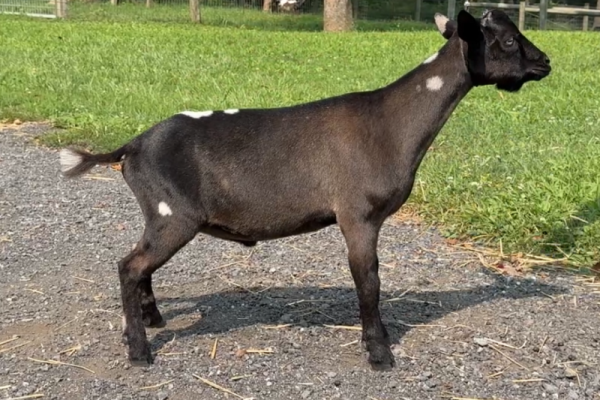 Goats@Grace Hill M Darth Vader 08-25 Goats@Grace Hill M Darth Vader