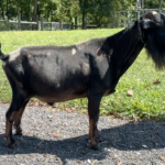 Versace 08-25Buffalo Clover VAL Versace *B VEV 88 pc Grace Hill Farm Buffalo Clover VAL Versace *B VEV 88