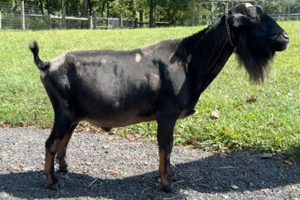 Versace 08-25Buffalo Clover VAL Versace *B VEV 88 pc Grace Hill Farm Buffalo Clover VAL Versace *B VEV 88