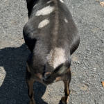 Versace 08-25Buffalo Clover VAL Versace *B VEV 88 pc Grace Hill Farm Versace 08-25Buffalo Clover VAL Versace *B VEV 88 pc Grace Hill Farm