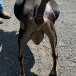 Versace 08-25Buffalo Clover VAL Versace *B VEV 88 pc Grace Hill Farm Versace 08-25Buffalo Clover VAL Versace *B VEV 88 pc Grace Hill Farm