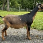 Goats@Grace Hill V Chari Goats@Grace Hill V Chari