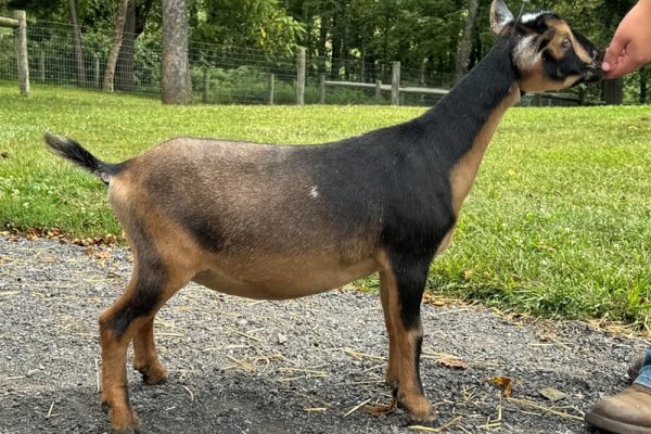 Goats@Grace Hill V Chari Goats@Grace Hill V Chari