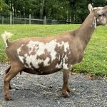 Better Wayz Mercy Me 4yr DRY 08-25 pc Grace Hill Farm Better Wayz Mercy Me 4yr DRY 08-25 pc Grace Hill Farm