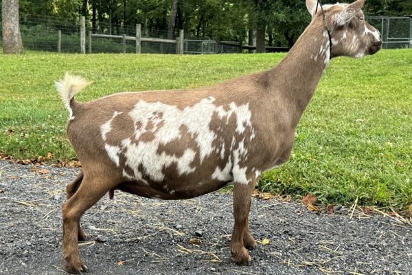 Better Wayz Mercy Me 4yr DRY 08-25 pc Grace Hill Farm Better Wayz Mercy Me 4yr DRY 08-25 pc Grace Hill Farm