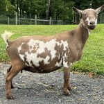 Better Wayz Mercy Me 4yr DRY 08-25 pc Grace Hill Farm Better Wayz Mercy Me 4yr DRY 08-25 pc Grace Hill Farm