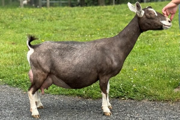 Better Wayz Pipsqueak 7*M VVEV 88 pc Grace Hill Farm Better Wayz Pipsqueak 7*M VVEV 88 pc Grace Hill Farm