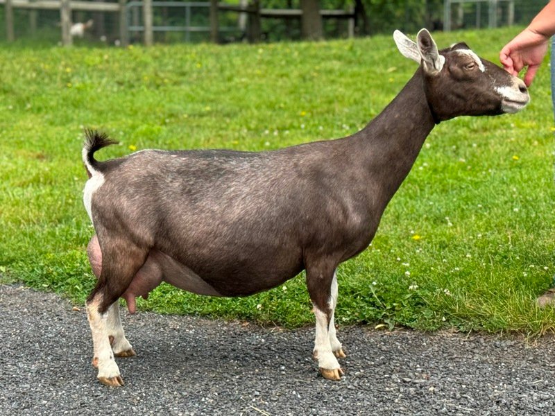 Better Wayz Pipsqueak 7*M VVEV 88 pc Grace Hill Farm Better Wayz Pipsqueak 7*M VVEV 88 pc Grace Hill Farm