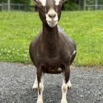 Better Wayz Pipsqueak 7*M VVEV 88 pc Grace Hill Farm Better Wayz Pipsqueak 7*M VVEV 88 pc Grace Hill Farm