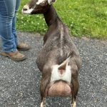 Better Wayz Pipsqueak 7*M VVEV 88 pc Grace Hill Farm Better Wayz Pipsqueak 7*M VVEV 88 pc Grace Hill Farm