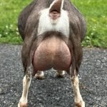 Better Wayz Pipsqueak 7*M VVEV 88 pc Grace Hill Farm Better Wayz Pipsqueak 7*M VVEV 88 pc Grace Hill Farm