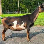 Goats@Grace Hill M Silvermist 08-25 Goats@Grace Hill M Silvermist 08-25