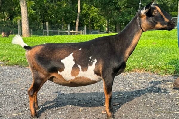 Goats@Grace Hill M Silvermist 08-25 Goats@Grace Hill M Silvermist 08-25