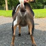 Goats@Grace Hill M Silvermist 08-25 Goats@Grace Hill M Silvermist 08-25