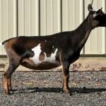 Goats@Grace Hill M Silvermist 09-25 Goats@Grace Hill M Silvermist 09-25