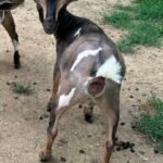 Goats@Grace Hill M Silvermist 07-24 Goats@Grace Hill M Silvermist 07-24