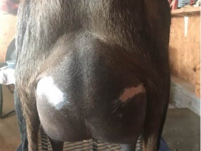 GCH GILLISPIE'S IB LANA 5*M 2*D VEEE 90 Udder pc Primrose Hill GCH GILLISPIE'S IB LANA 5*M 2*D VEEE 90 Udder pc Primrose Hill