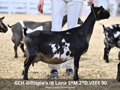 GCH GILLISPIE'S IB LANA 5*M 2*D VEEE 90 pc Primrose Hill GCH GILLISPIE'S IB LANA 5*M 2*D VEEE 90 pc Primrose Hill