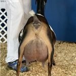 GCH Hidden Palms JD Aquata 2*M VEEE 90 Udder pc Primrose Hill GCH Hidden Palms JD Aquata 2*M VEEE 90 Udder pc Primrose Hill