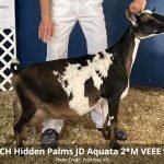 GCH Hidden Palms JD Aquata 2*M VEEE 90 pc Primrose Hill GCH Hidden Palms JD Aquata 2*M VEEE 90 pc Primrose Hill