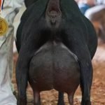 GCH Primrose Hill U Hello Goodbye 2*M VEEE90 pc Primrose Hill GCH Primrose Hill U Hello Goodbye 2*M VEEE90 pc Primrose Hill