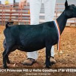 GCH Primrose Hill U Hello Goodbye 2*M VEEE90 pc Primrose Hill GCH Primrose Hill U Hello Goodbye 2*M VEEE90 pc Primrose Hill