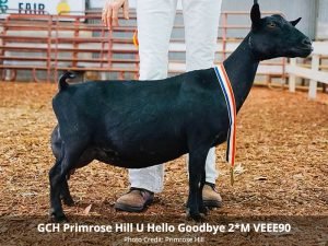 GCH Primrose Hill U Hello Goodbye 2*M VEEE90 pc Primrose Hill