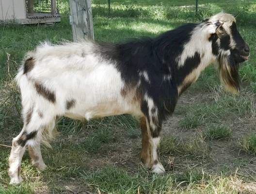 Better Wayz Sirocco's Legacy +*B pc Better Wayz Better Wayz Sirocco's Legacy +*B pc: Better Wayz