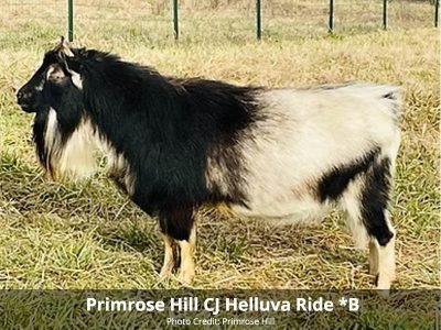 Primrose Hill CJ Helluva Ride *B pc Primrose Hill Primrose Hill CJ Helluva Ride *B pc Primrose Hill